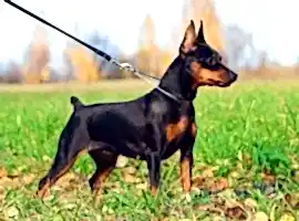 Из Лиги Суперпсов - Сиба (Сиба-ину, Шиба-ину)