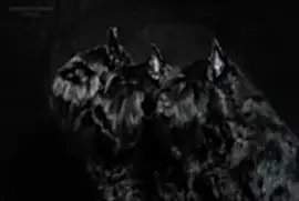 Джойли Роджерс - Цвергшнауцер