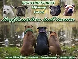 Пайн Форест Бест - Pine Forest Best Kennel (Pfb Kennel)