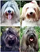 Голди Аншула - Goldie Anshula