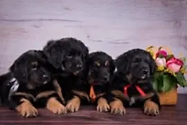 Velan Hof - Велан Хоф