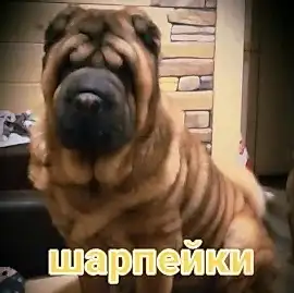 Золотой Дракон