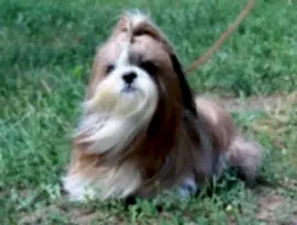 Элегантный Бантик - Elegantniy Bantik