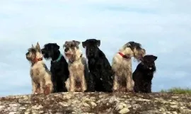 Любимый Бородач