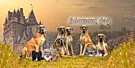 Питомник чихуахуа "Адамант Дог"