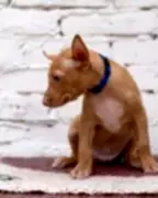 Фараонова собака щенки 