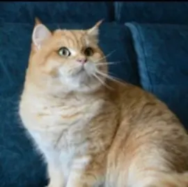 Питомник Британских кошек "Askania-Nova"