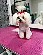 Стрижка собак и кошек в Анапе