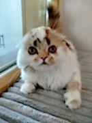 Шотландские котята -победители выставки