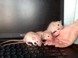 Питомник декоративных крыс "RoyalRat