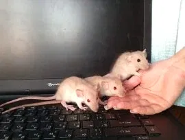 Крысята из питомника RoyalRat