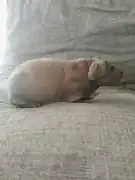 Морская свинка скинни