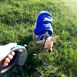 Выгул собак