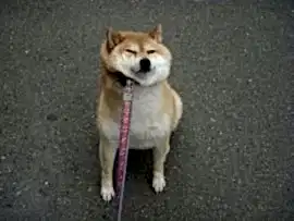 Выгул собак