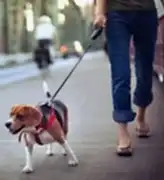 Выгул собак