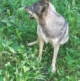 Выгул собак