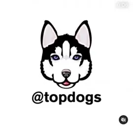 TopDogs - первый ветеринарный сервис по Алматы и Подмосковью!