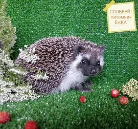 ЁжКА питомник африканских ежей 