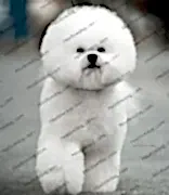 Питомник Hovline - Бишон Фризе и Померанский Шпиц