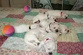 Щенки золотистого ретривера