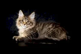 Продаётся котёнок породы мейн-кун