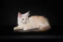 Продаётся котёнок породы мейн-кун