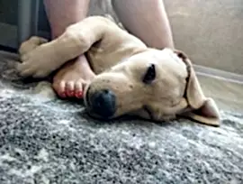 Щенок лабрадора