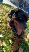 Срочная продажа щенка ротвейлера