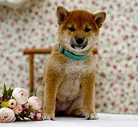 Сиба ину щенки 