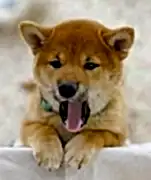 Сиба ину щенки 