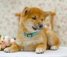 Сиба ину щенки 