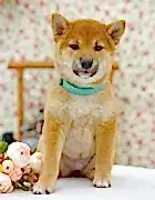 Сиба ину щенки 