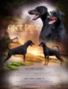 Щенки добермана