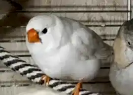 Мои амадины