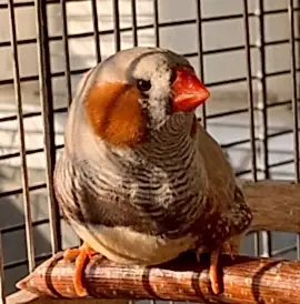 Зебровые Амадины