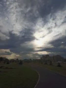 Люблю собак