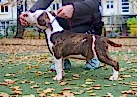 Высокородные щенки амстаффа