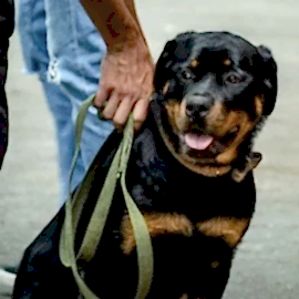 Продаю щенков ротвейлера от хороших родителей