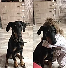 Продам щенка добермана