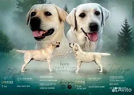 Щенки лабрадора-ретривера