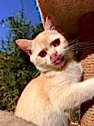 Британская золотая шиншилла