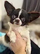 Щенки чихуахуа 