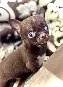 Щенки чихуахуа 