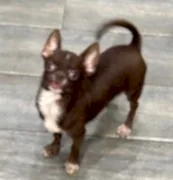 Щенки чихуахуа 