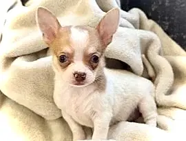 Щенки чихуахуа 