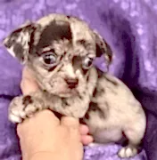 Щенки чихуахуа 