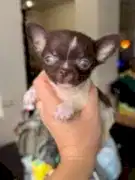 Щенки чихуахуа 