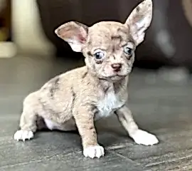 Щенки чихуахуа 