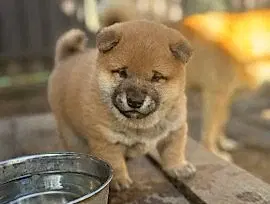 Щенки сиба 