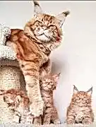 Хотите котёнка породы мейн-кун? 